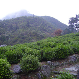 茶園風(fēng)景